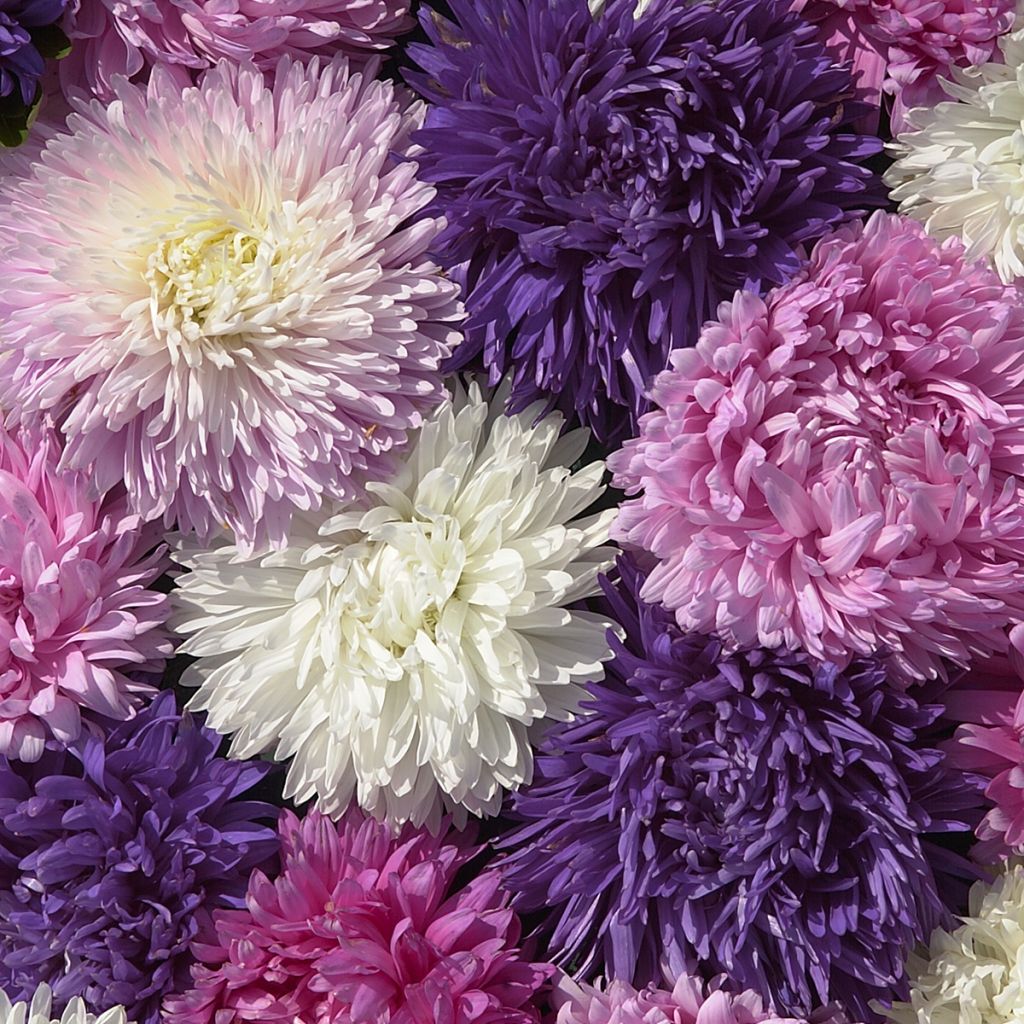 Kiinanasteri King Size Mix (siemenet)