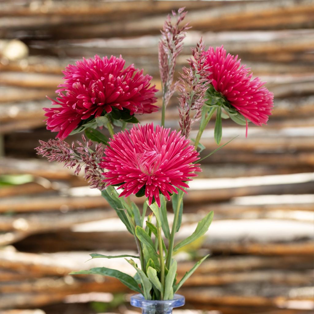 Kiinanasteri King Size Red (siemenet)