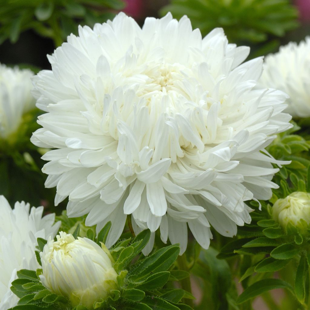 Kiinanasteri King Size White (siemenet)