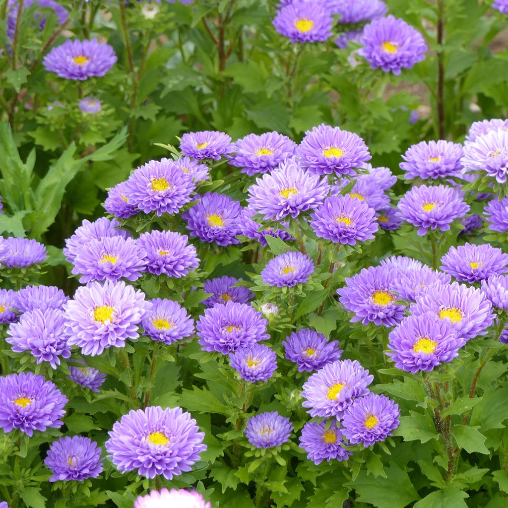 Kiinanasteri Matsumoto Light Blue (siemenet)