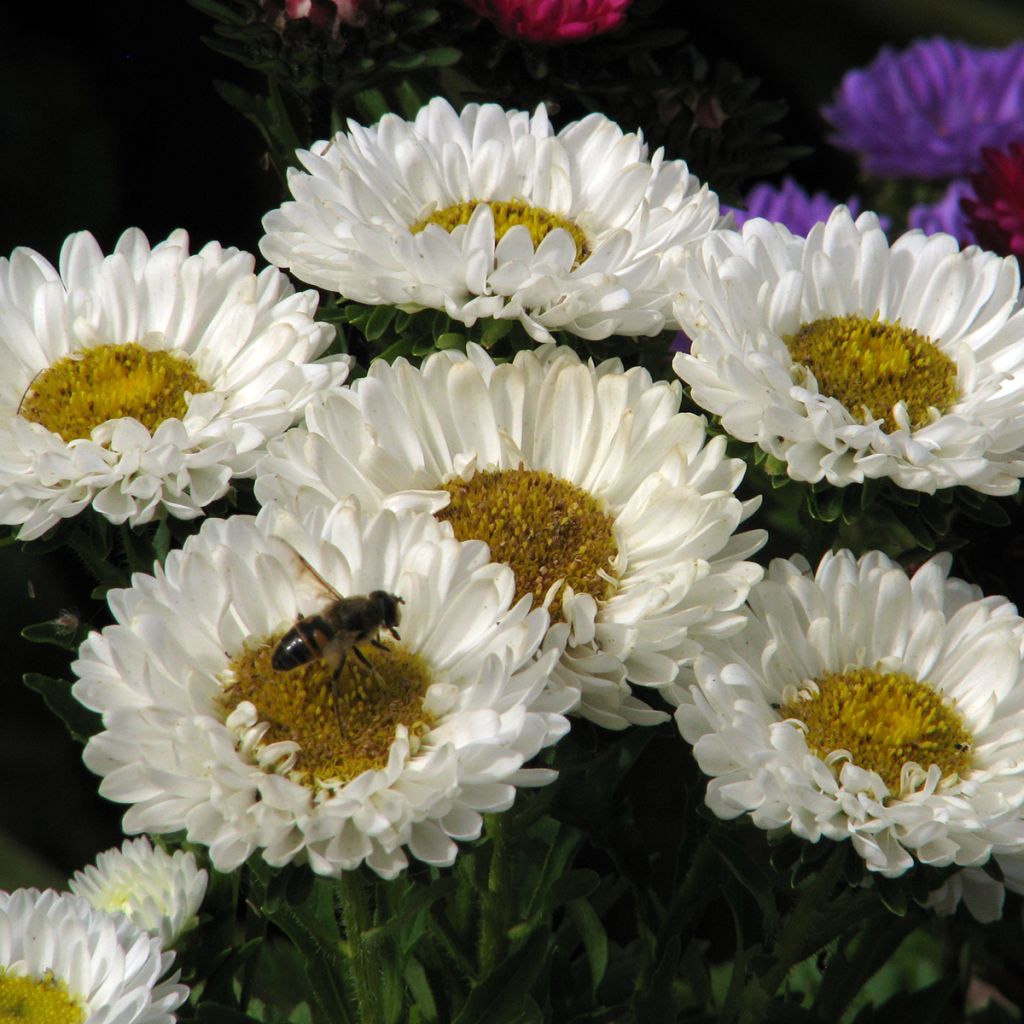 Kiinanasteri Matsumoto White (siemenet)