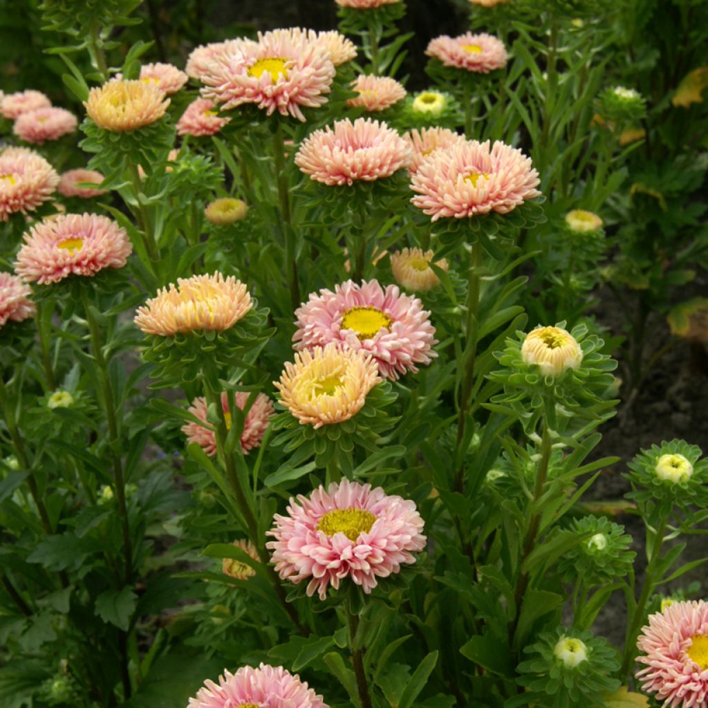 Kiinanasteri Matsumoto Apricot (siemenet)