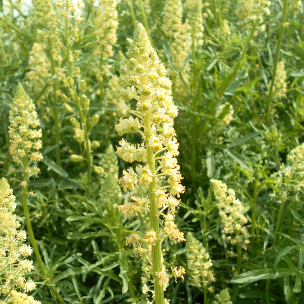 Värireseda (siemenet) - Reseda luteola
