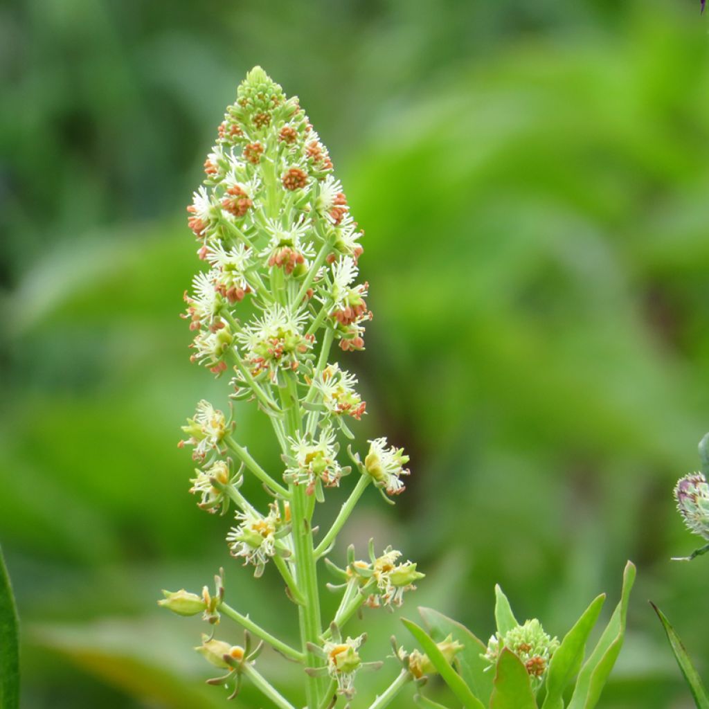 Tuoksureseda Grandiflora (siemenet)