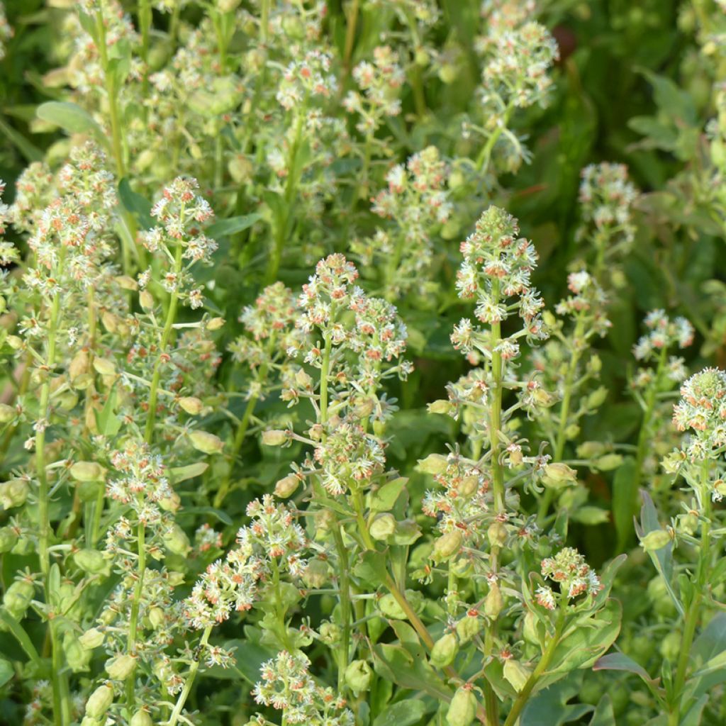 Tuoksureseda Grandiflora (siemenet)