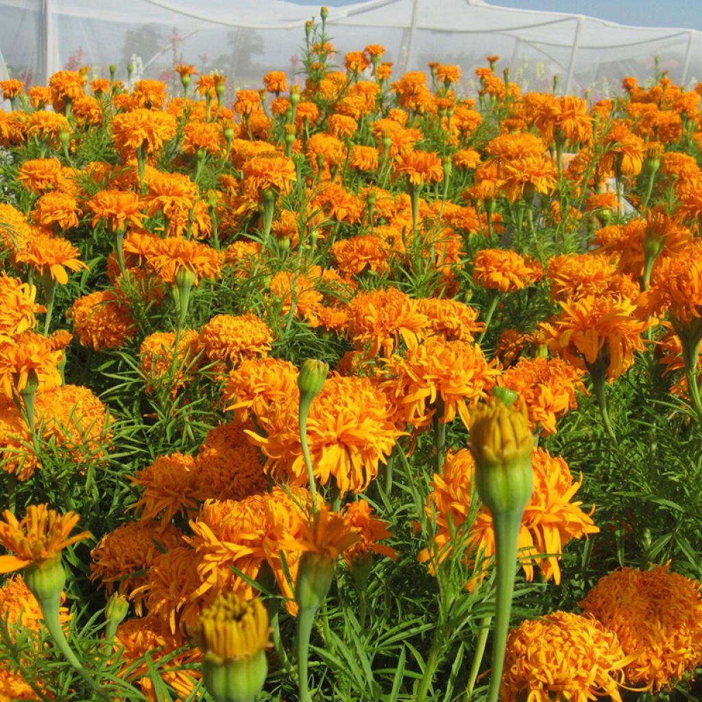 Isosamettikukka Fantastic Orange (siemenet) - Tagetes erecta