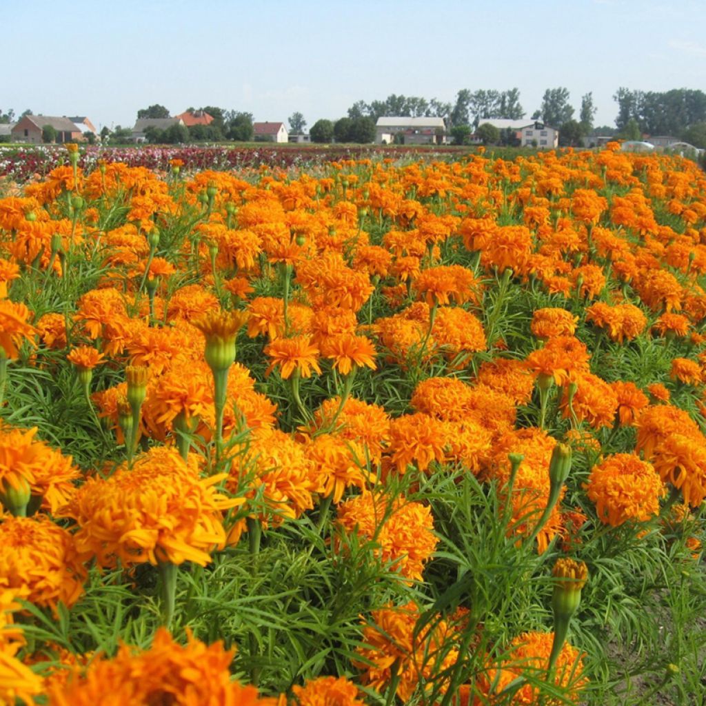 Isosamettikukka Fantastic Orange (siemenet) - Tagetes erecta