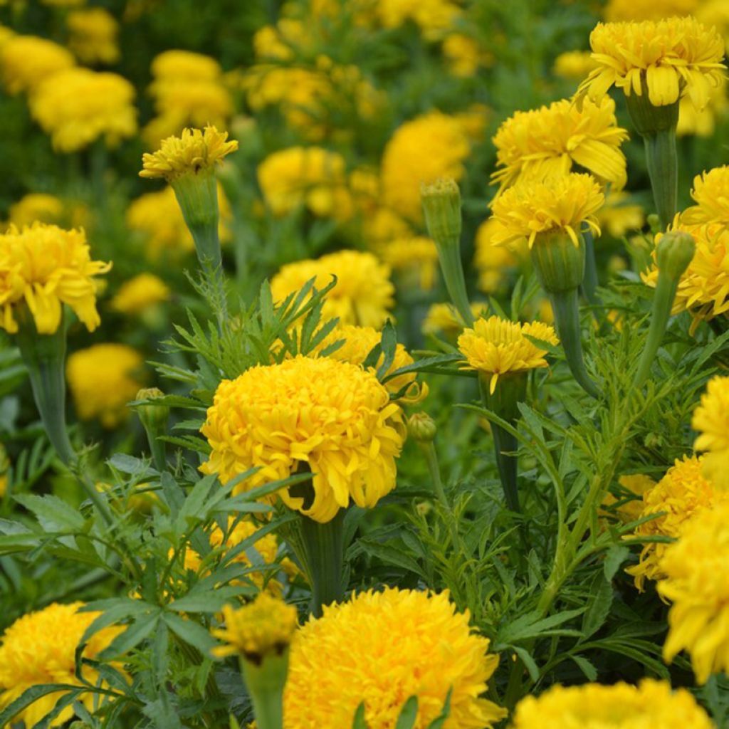 Isosamettikukka Fantastic Yellow (siemenet) - Tagetes erecta