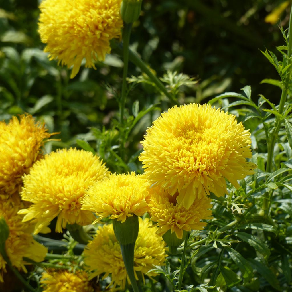 Isosamettikukka Fantastic Yellow (siemenet) - Tagetes erecta