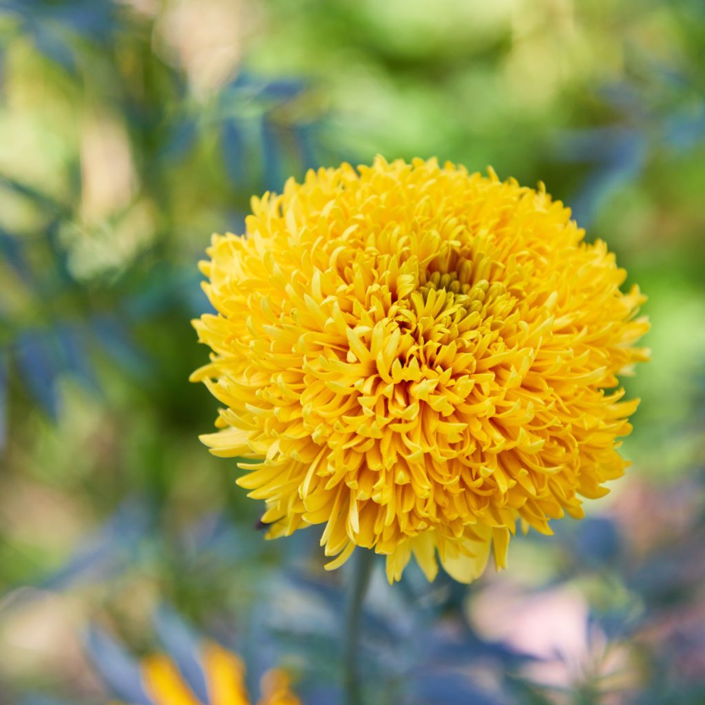 Isosamettikukka Mission Giant Yellow (siemenet)
