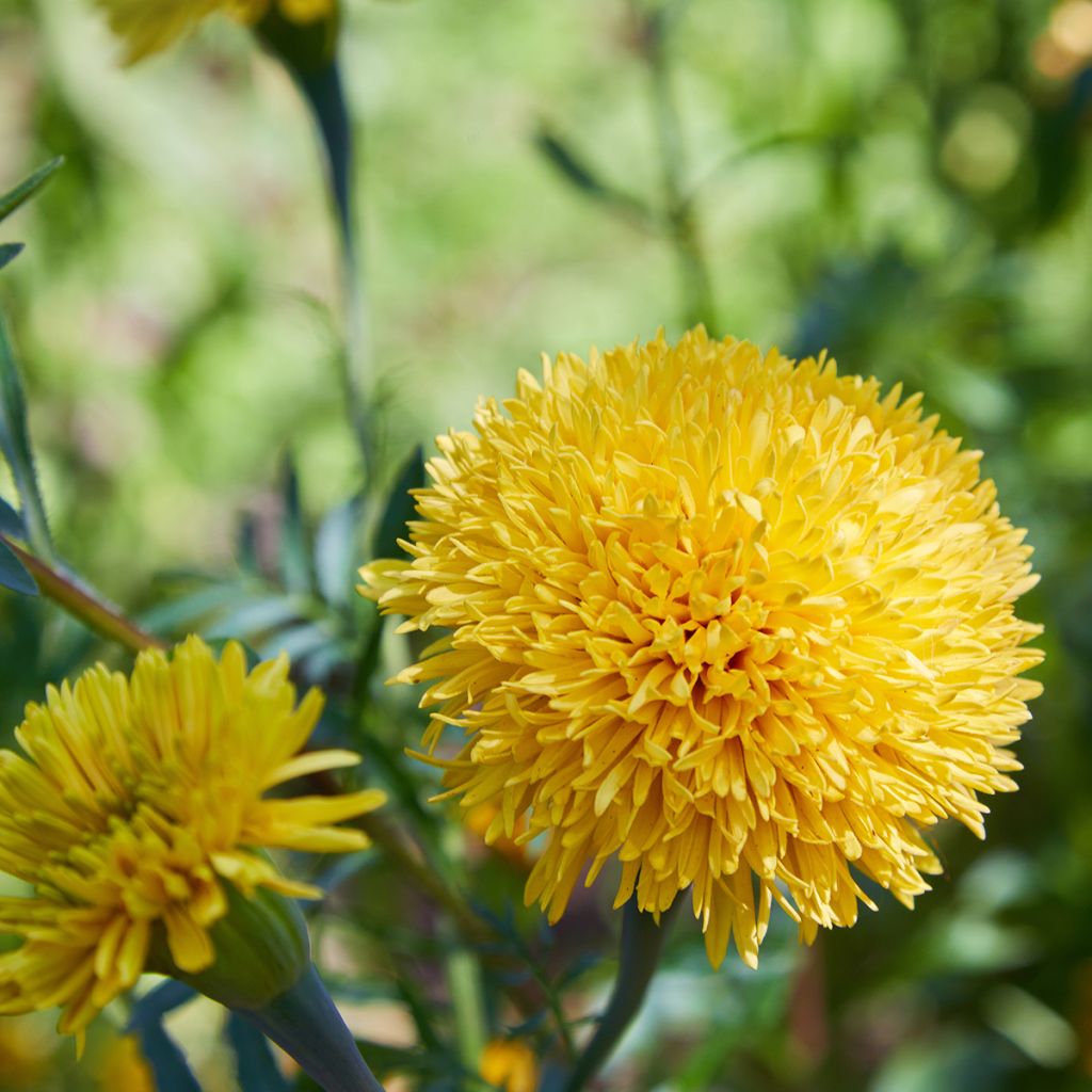 Isosamettikukka Mission Giant Yellow (siemenet)