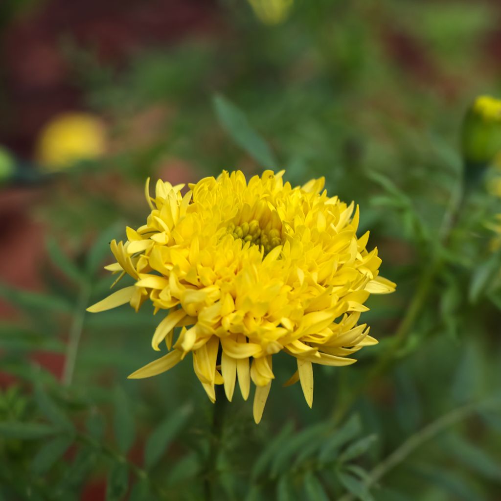 Isosamettikukka Mission Giant Yellow (siemenet)
