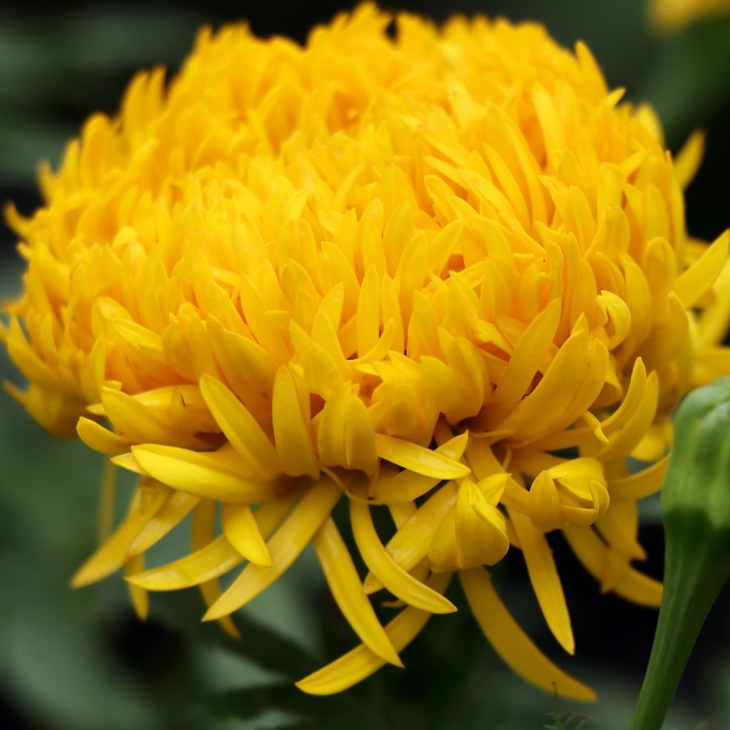 Isosamettikukka Mission Giant Yellow (siemenet)