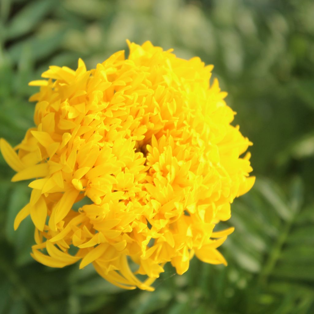 Isosamettikukka Mission Giant Yellow (siemenet)