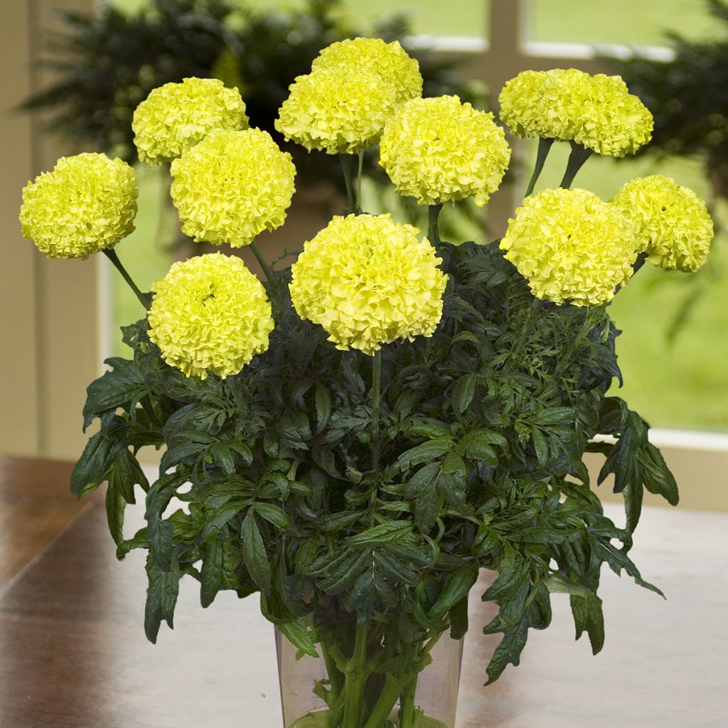 Isosamettikukka Nosento Limegreen (siemenet)