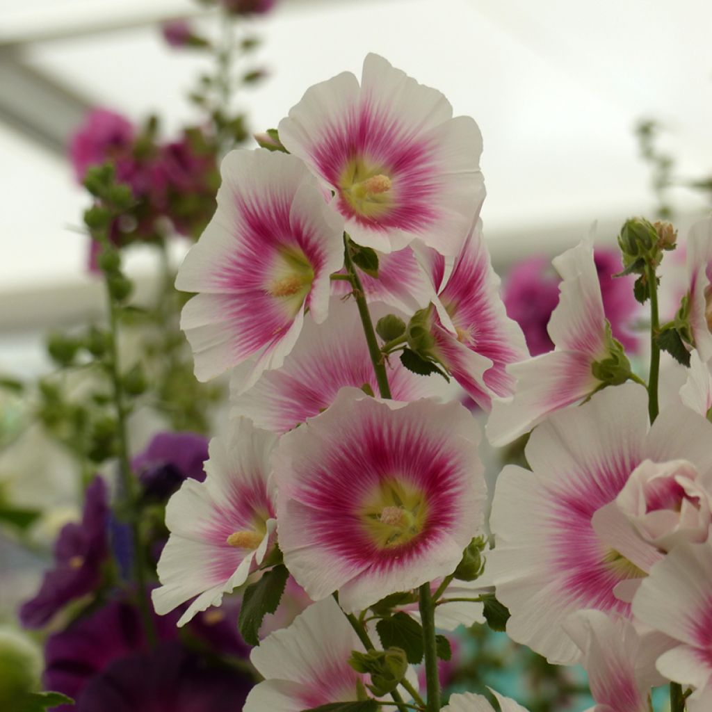 Tarhasalkoruusu Halo Blush (siemenet)