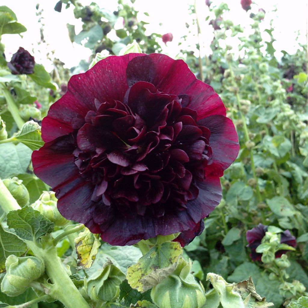 Tarhasalkoruusu Chater's Double Marroon (siemenet)
