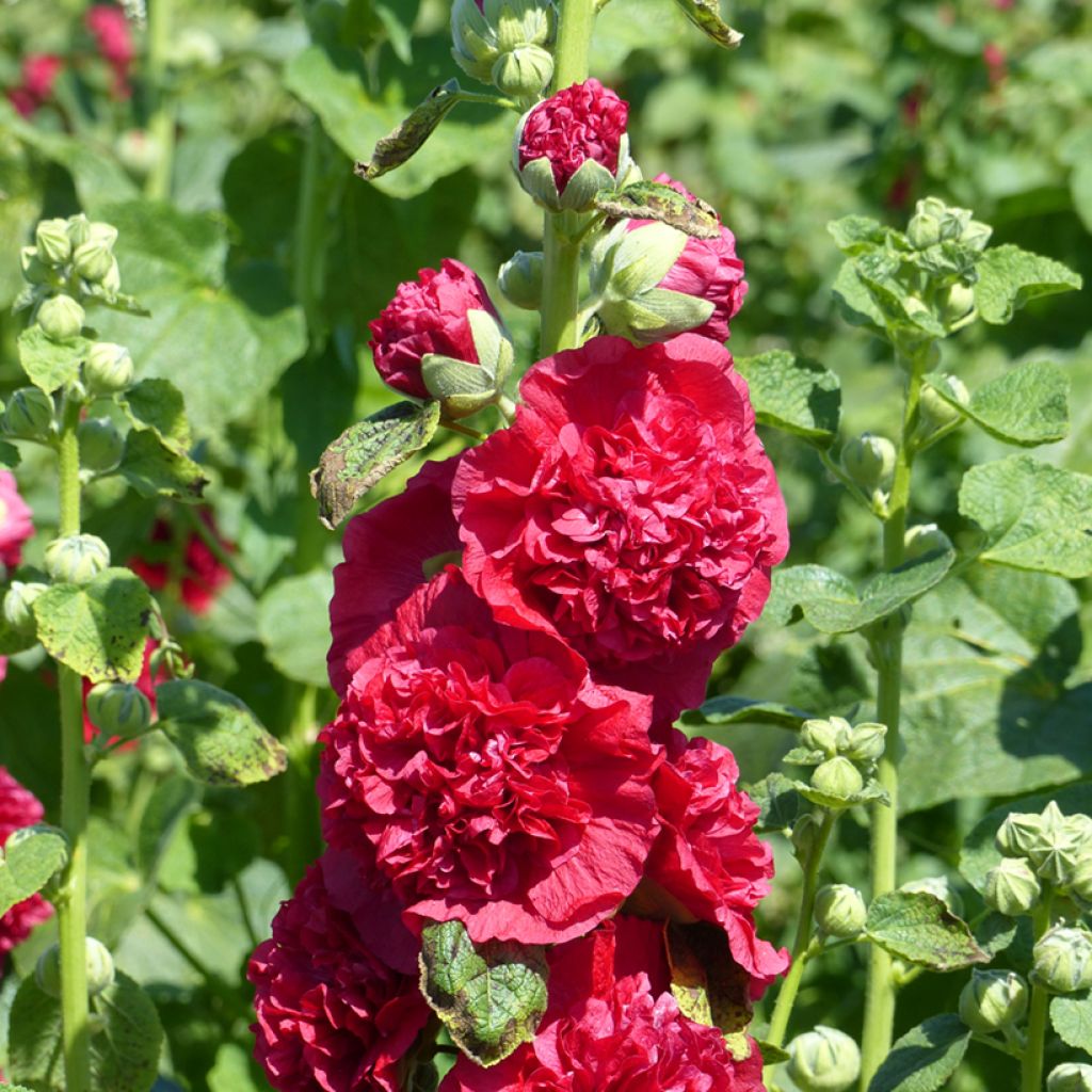 Tarhasalkoruusu Chater's Double Scarlet (siemenet)