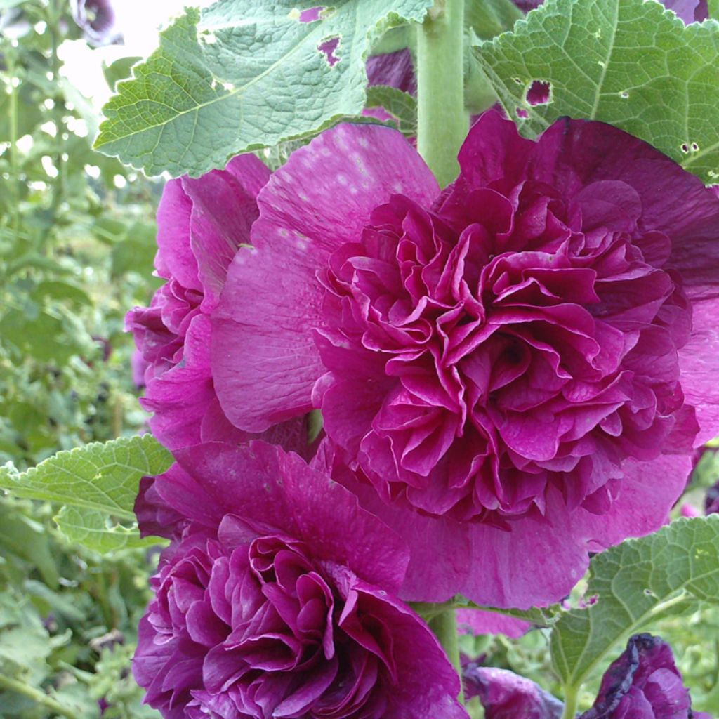 Tarhasalkoruusu Chater's Double Violet (siemenet)