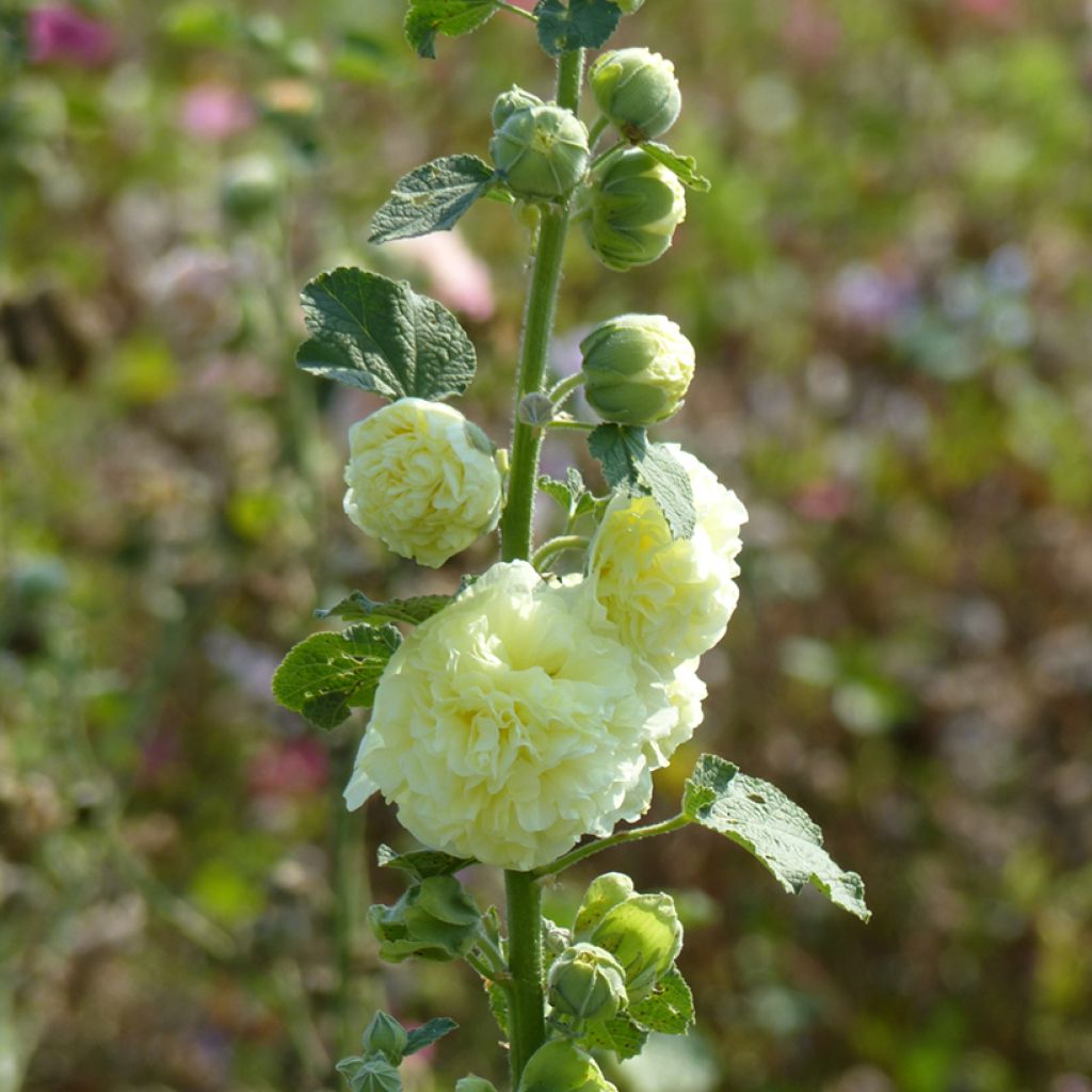 Tarhasalkoruusu Chater's Double Yellow (siemenet)