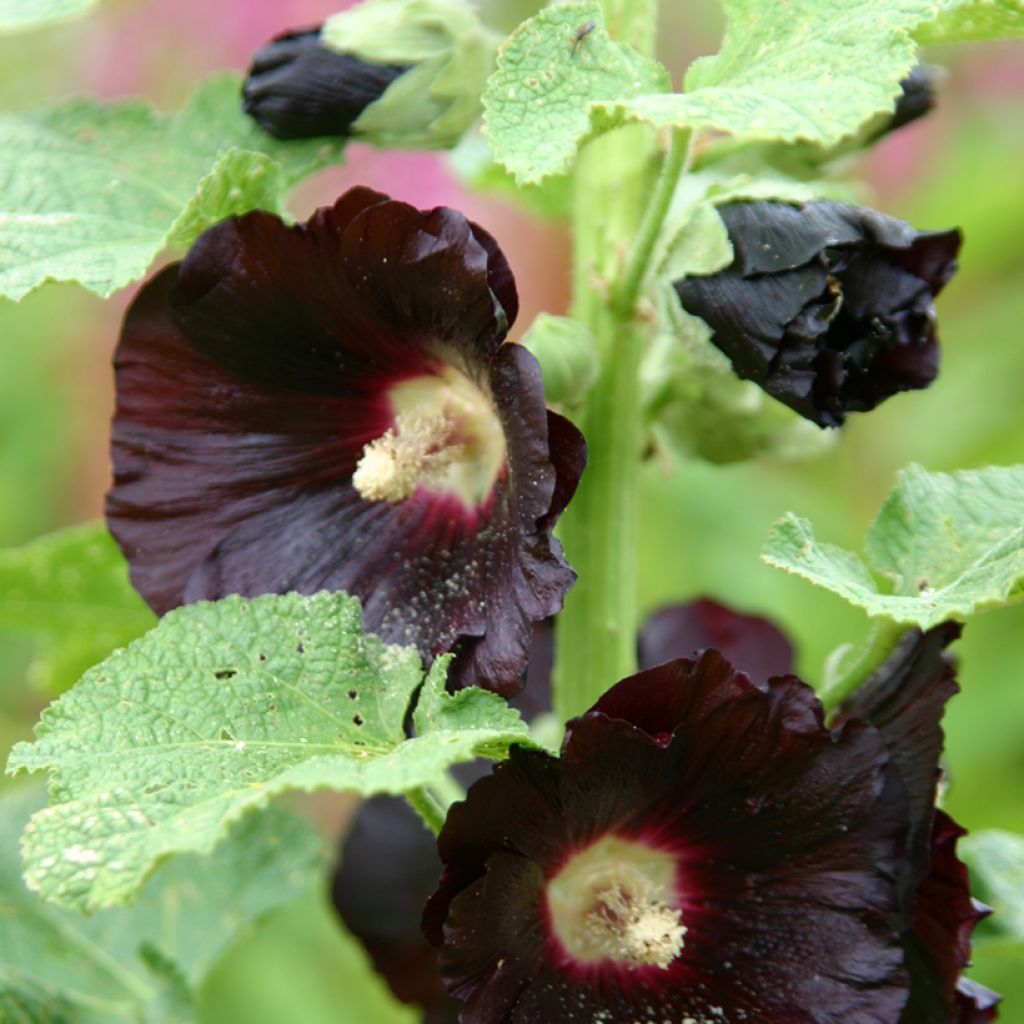 Tarhasalkoruusu Nigra Jet Black (siemenet)