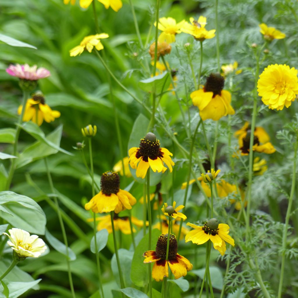 Päivänhattu (siemenet) - Rudbeckia amplexicaulis