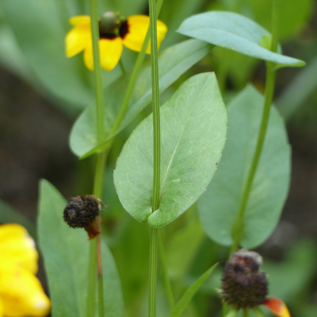 Päivänhattu (siemenet) - Rudbeckia amplexicaulis