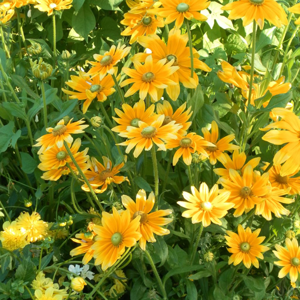 Päivänhattu Prairie Sun (siemenet)