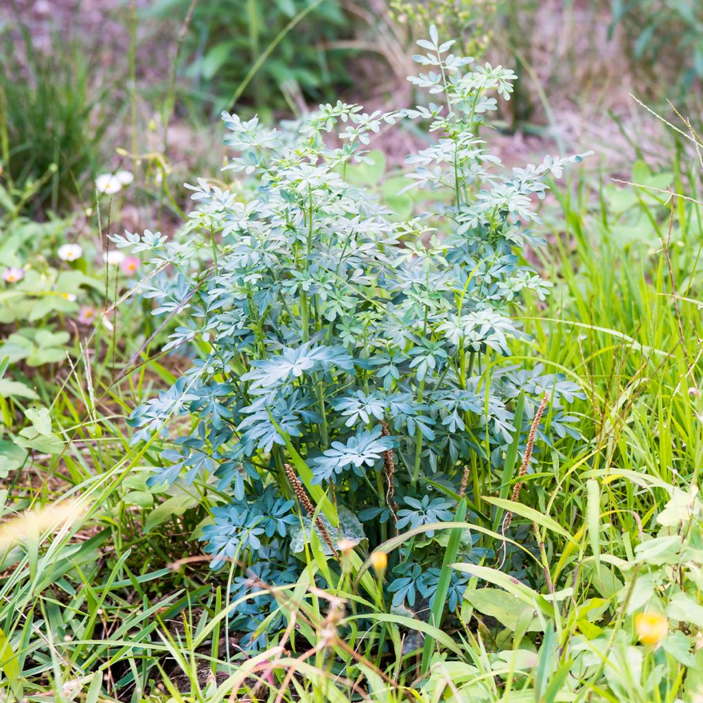 Tuoksuruuta (siemenet) - Ruta chalepensis