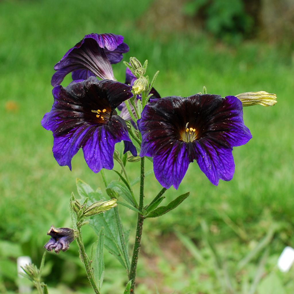 Torvikukka Kew Blue (siemenet)