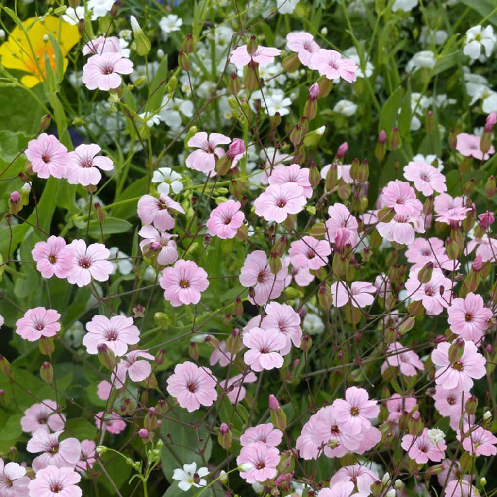 Toukokukka Pink Beauty luomu (siemenet)