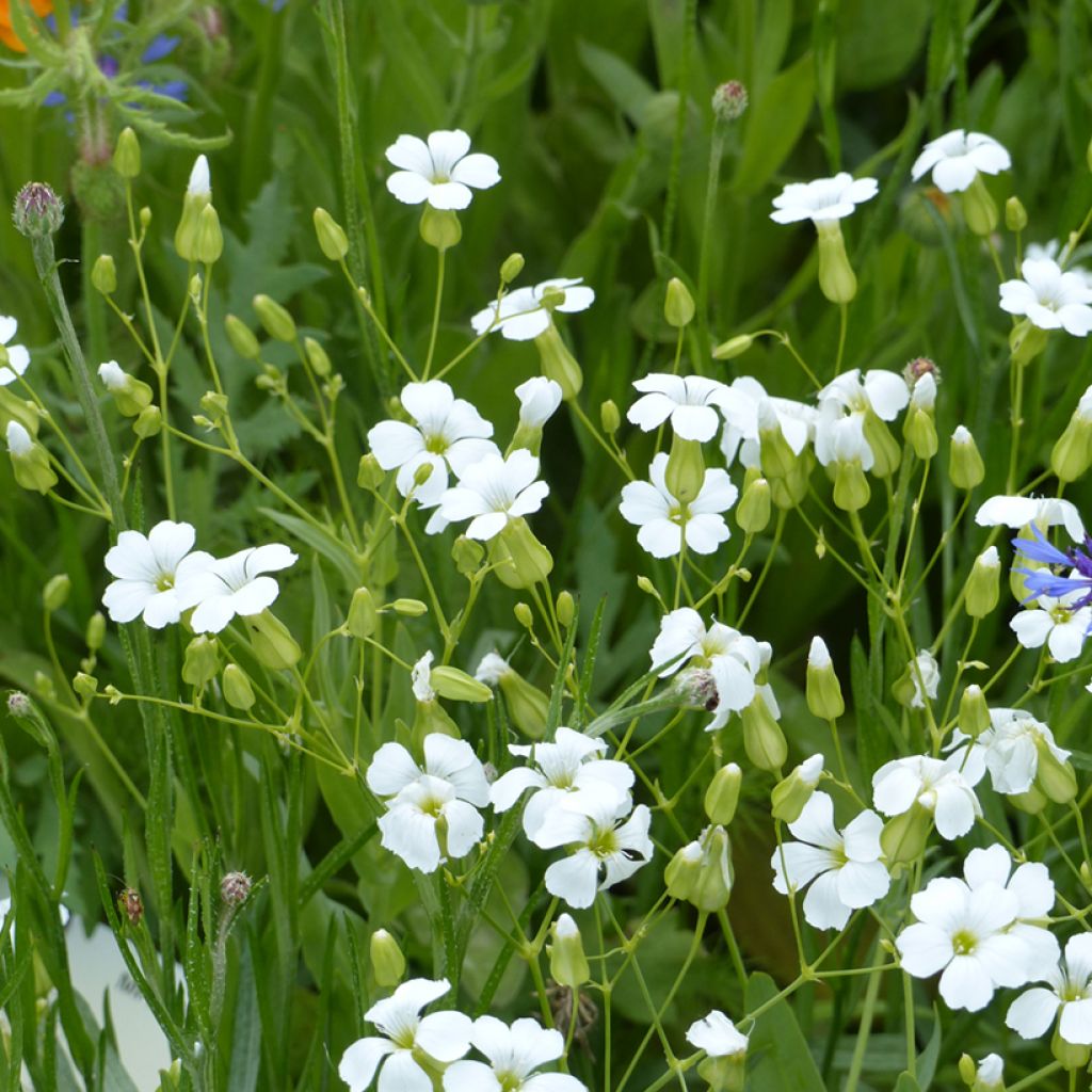 Toukokukka White Beauty (siemenet)