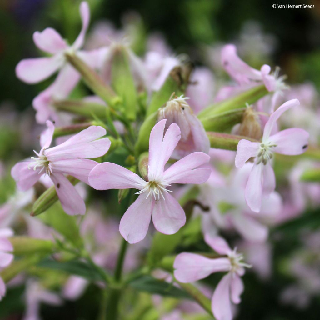 Kivikkosuopayrtti (siemenet) - Saponaria ocymoides