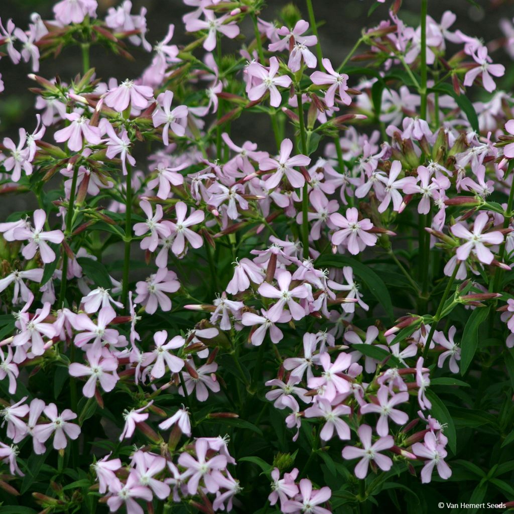 Kivikkosuopayrtti (siemenet) - Saponaria ocymoides