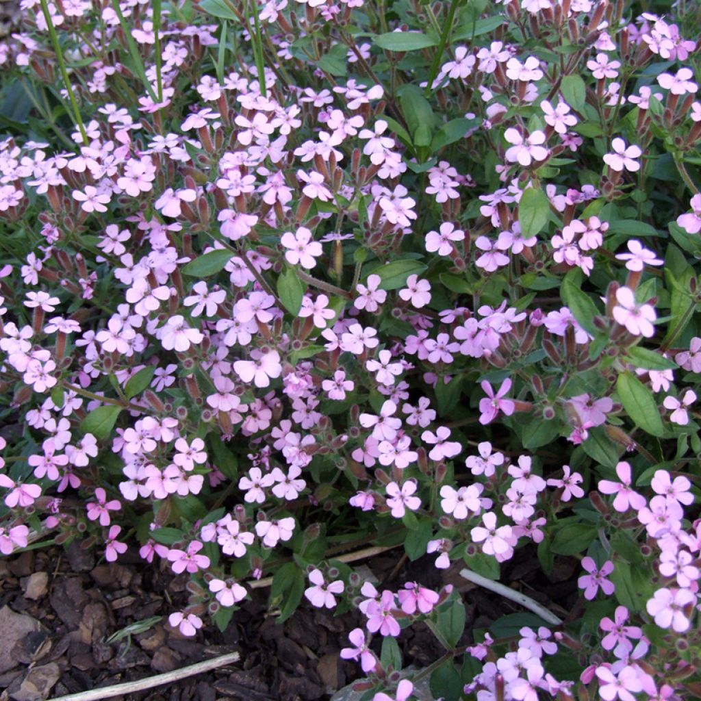 Kivikkosuopayrtti (siemenet) - Saponaria ocymoides
