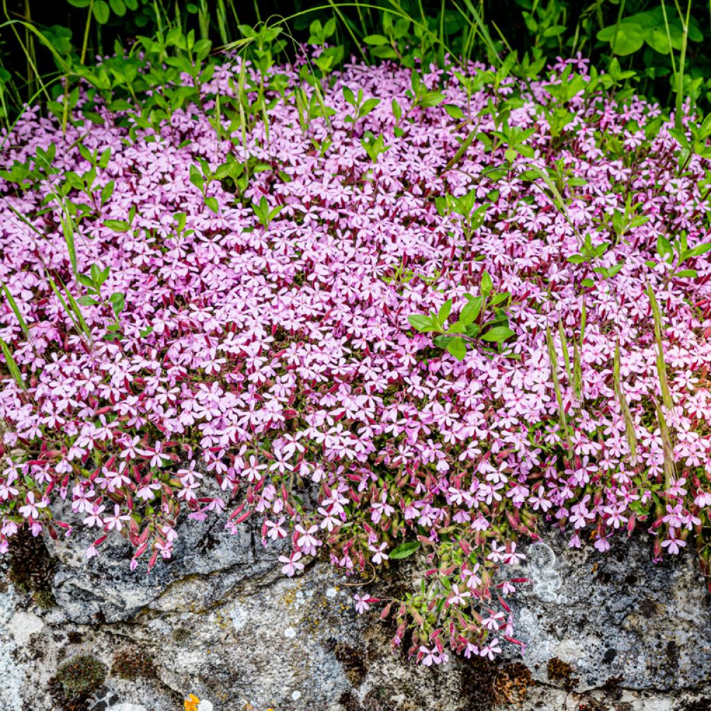 Kivikkosuopayrtti (siemenet) - Saponaria ocymoides