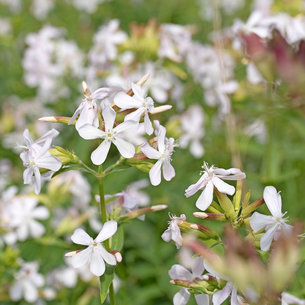 Rohtosuopayrtti Graciella White (siemenet)