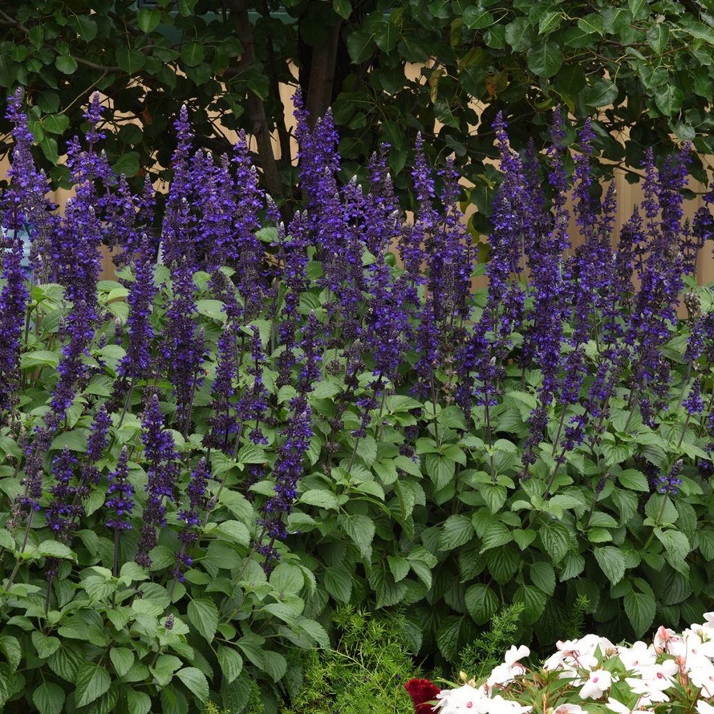 Härmesalvia Big Blue (siemenet)