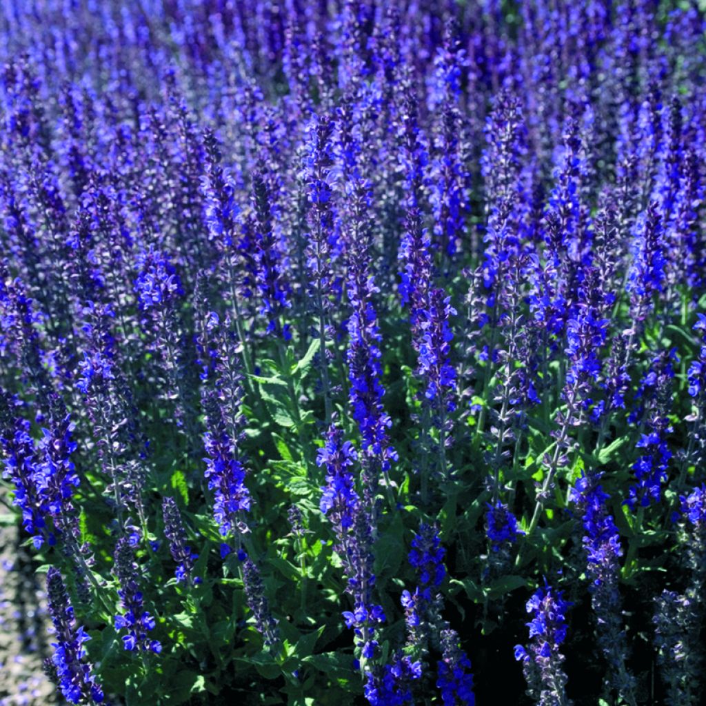 Lehtosalvia Dwarf Blue Queen (siemenet)