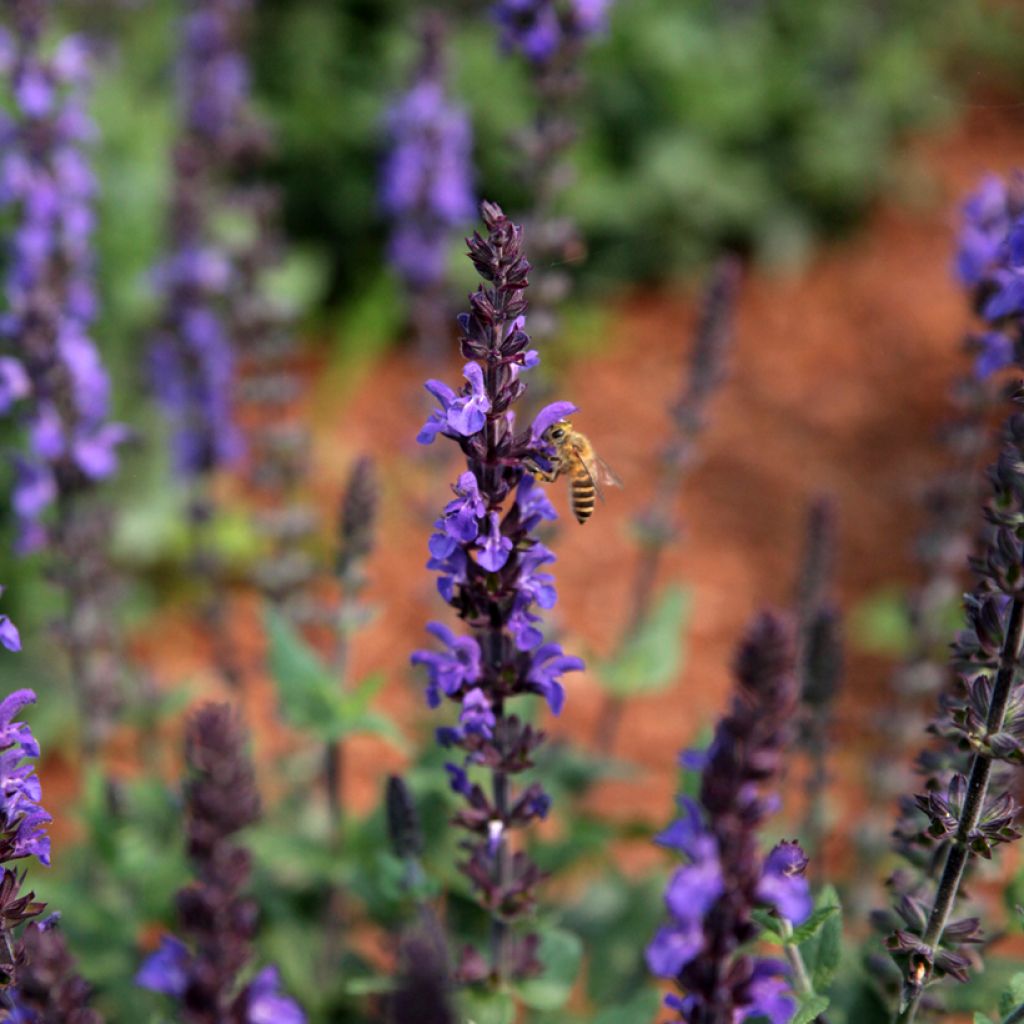 Lehtosalvia Dwarf Blue Queen (siemenet)