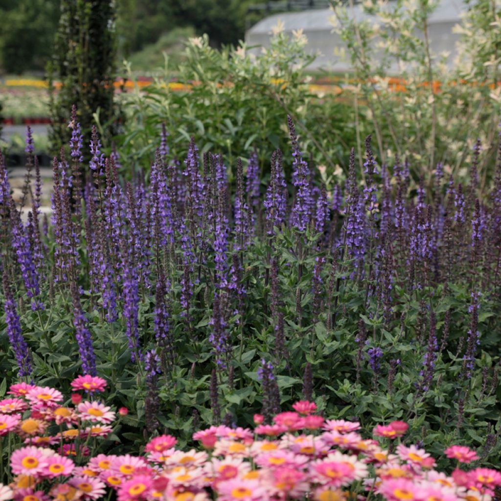 Lehtosalvia Dwarf Blue Queen (siemenet)