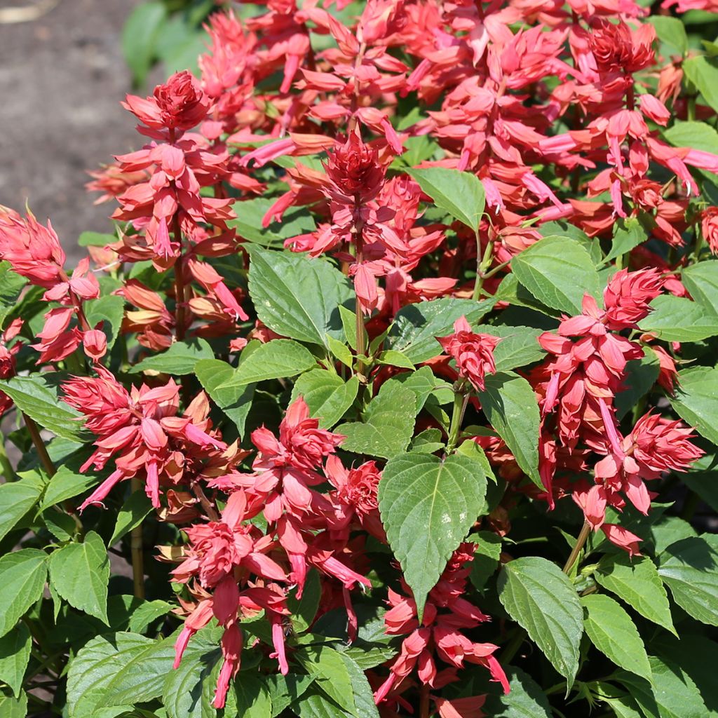 Tulisalvia Estella Coral (siemenet)