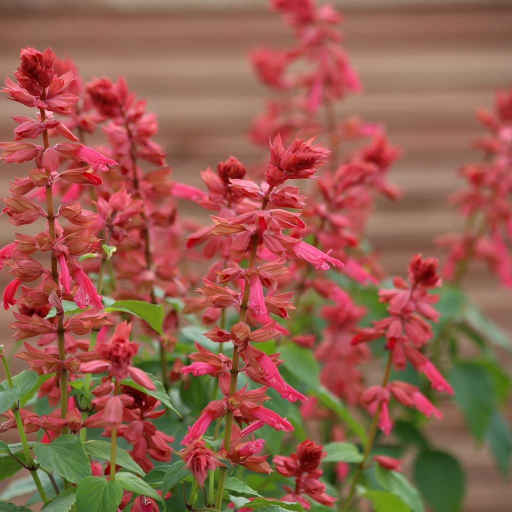 Tulisalvia Estella Coral (siemenet)