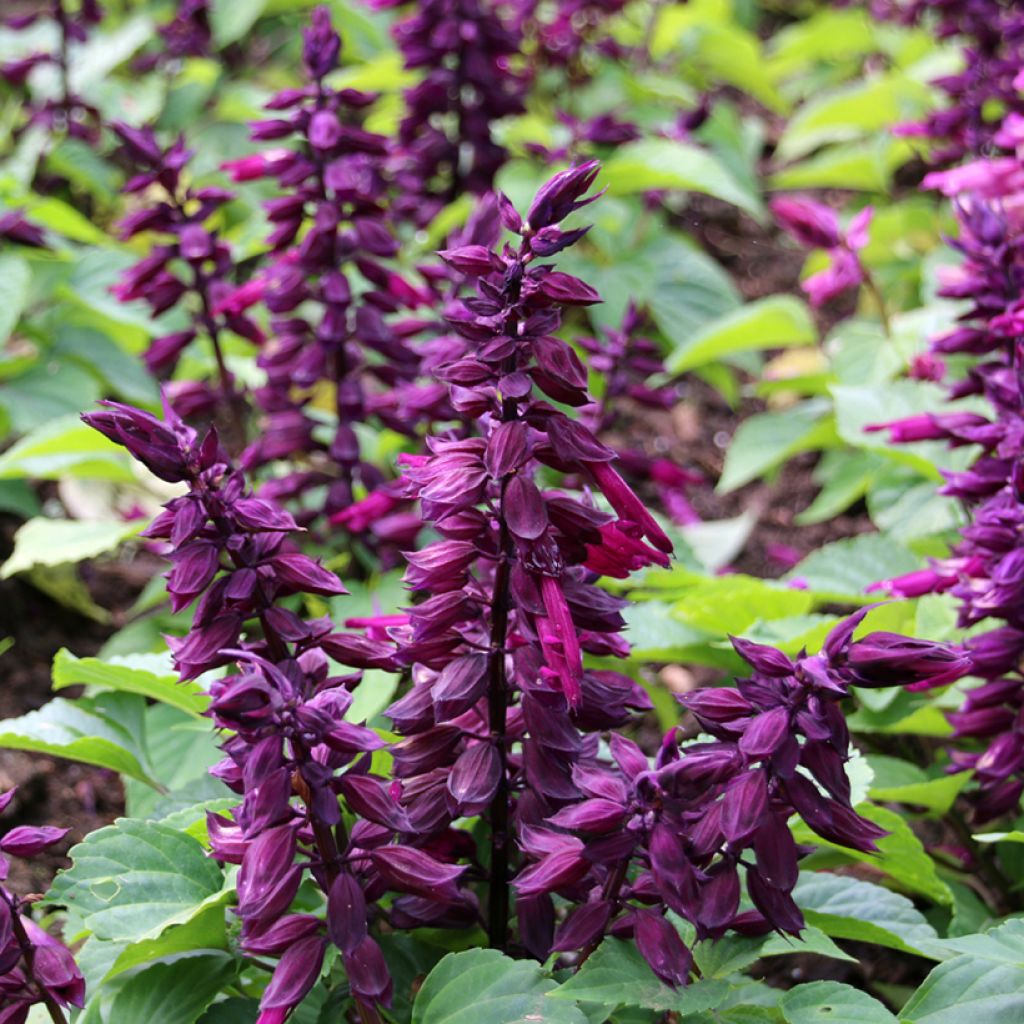 Tulisalvia Estella Purple (siemenet)