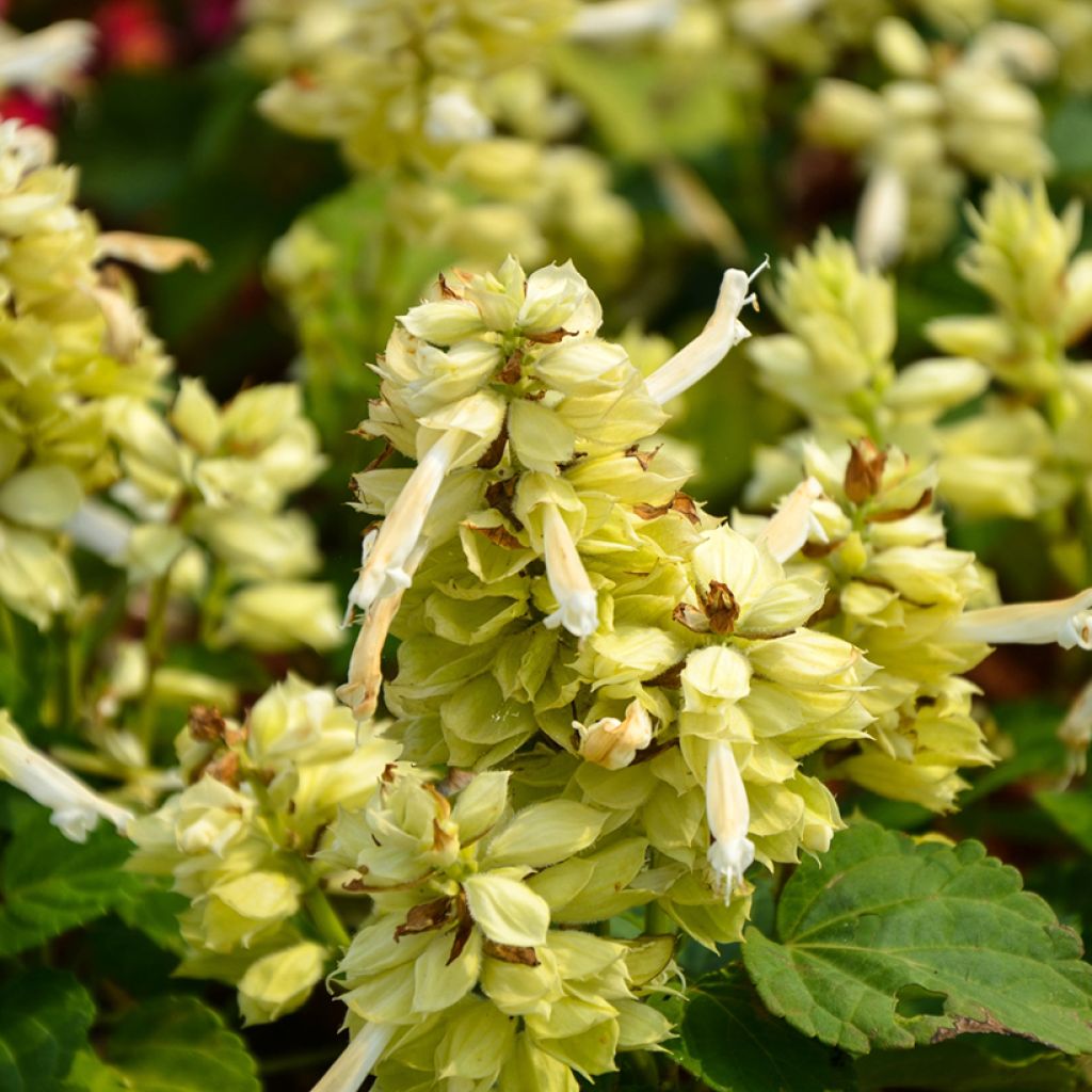 Tulisalvia Estella White (siemenet)