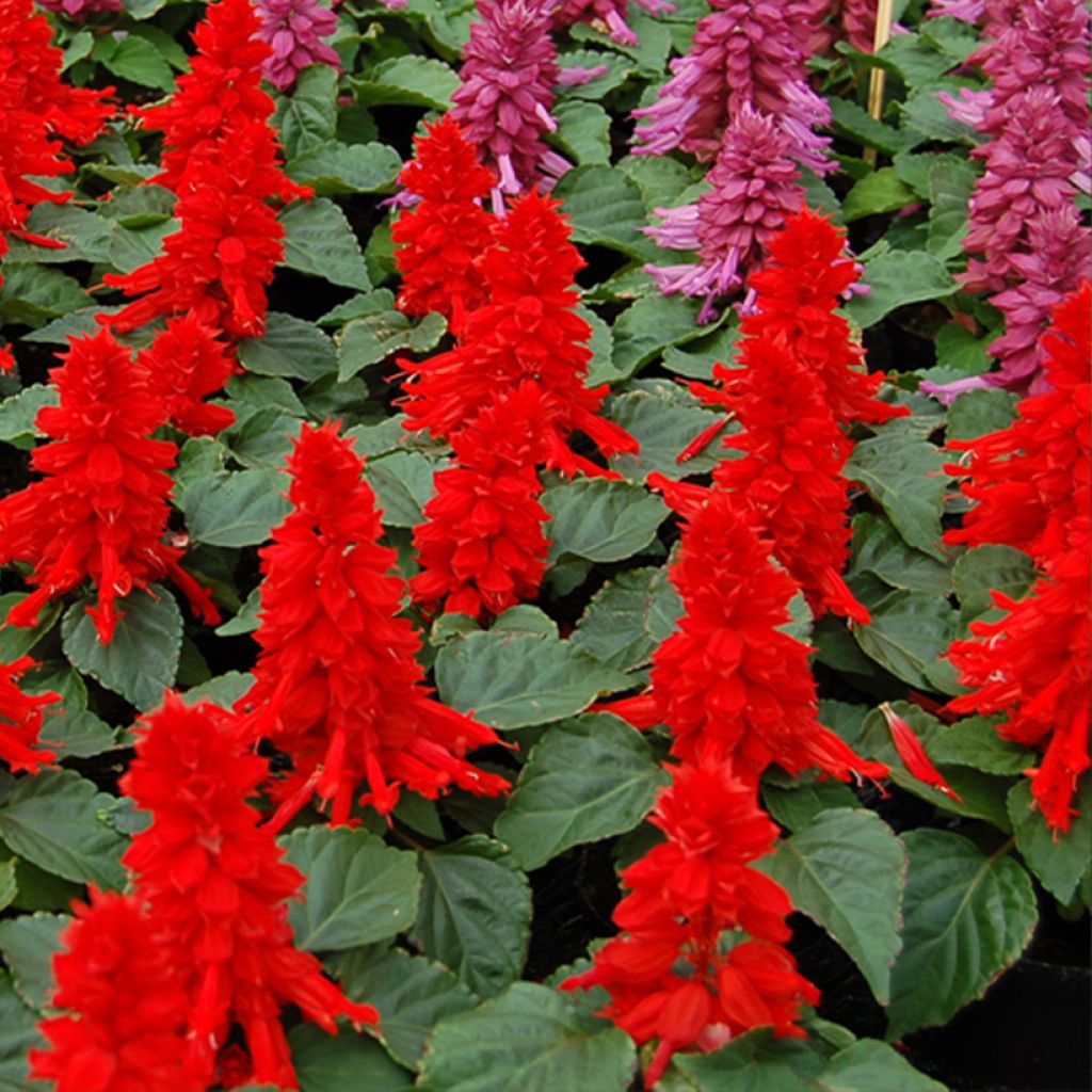 Tulisalvia Reddy (siemenet)