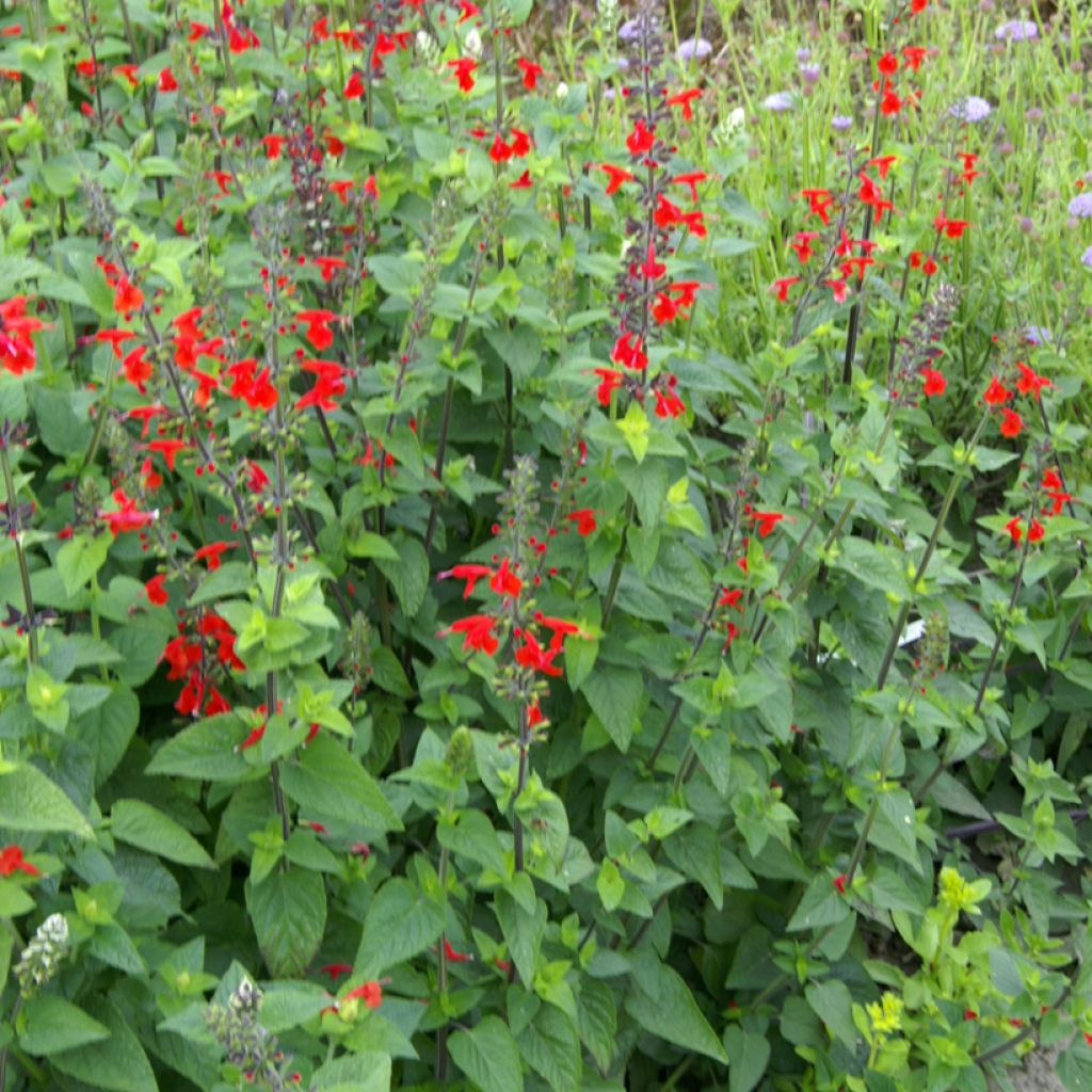Punasalvia (siemenet) - Salvia coccinea
