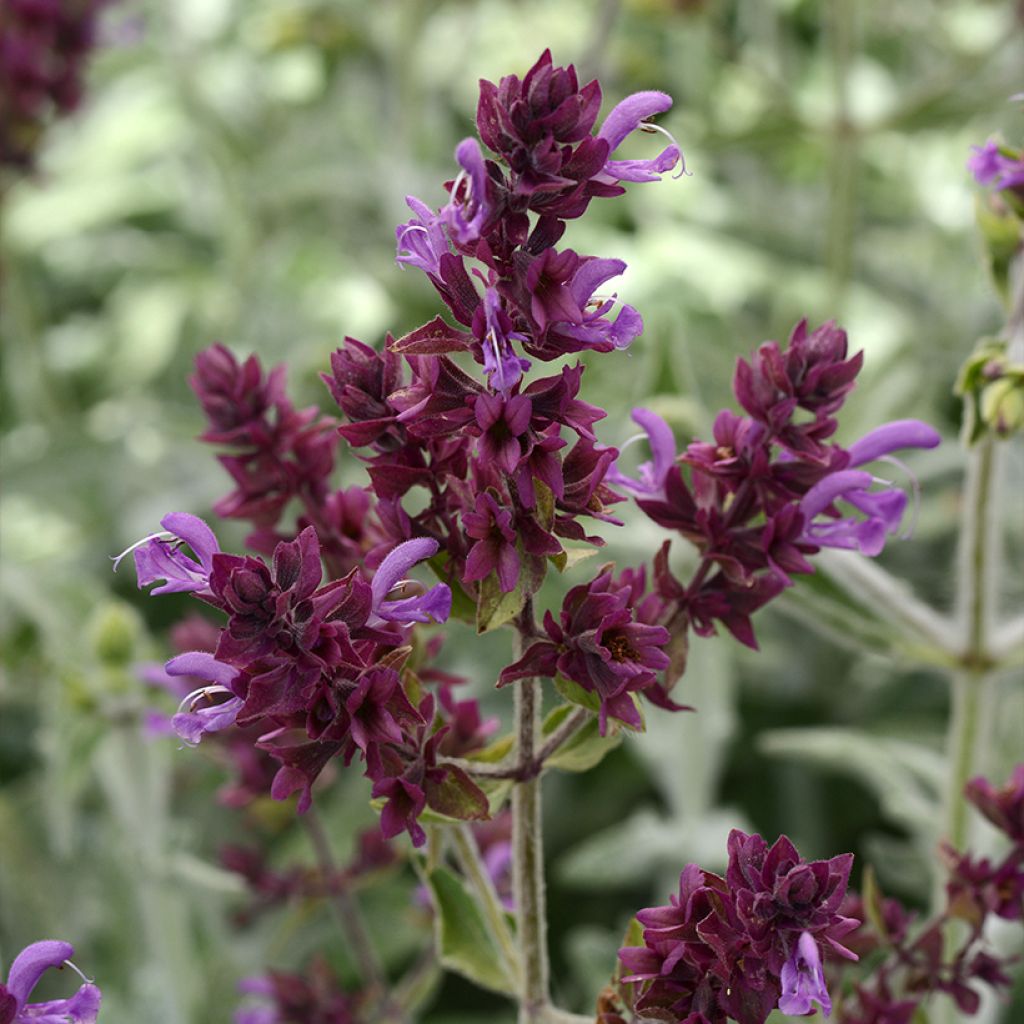 Keijunsalvia Lancelot (siemenet)