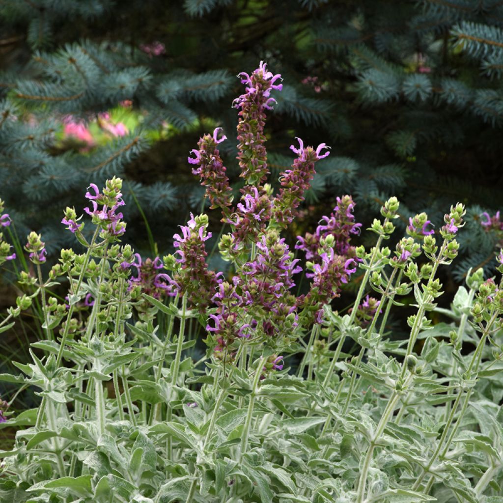 Keijunsalvia Lancelot (siemenet)