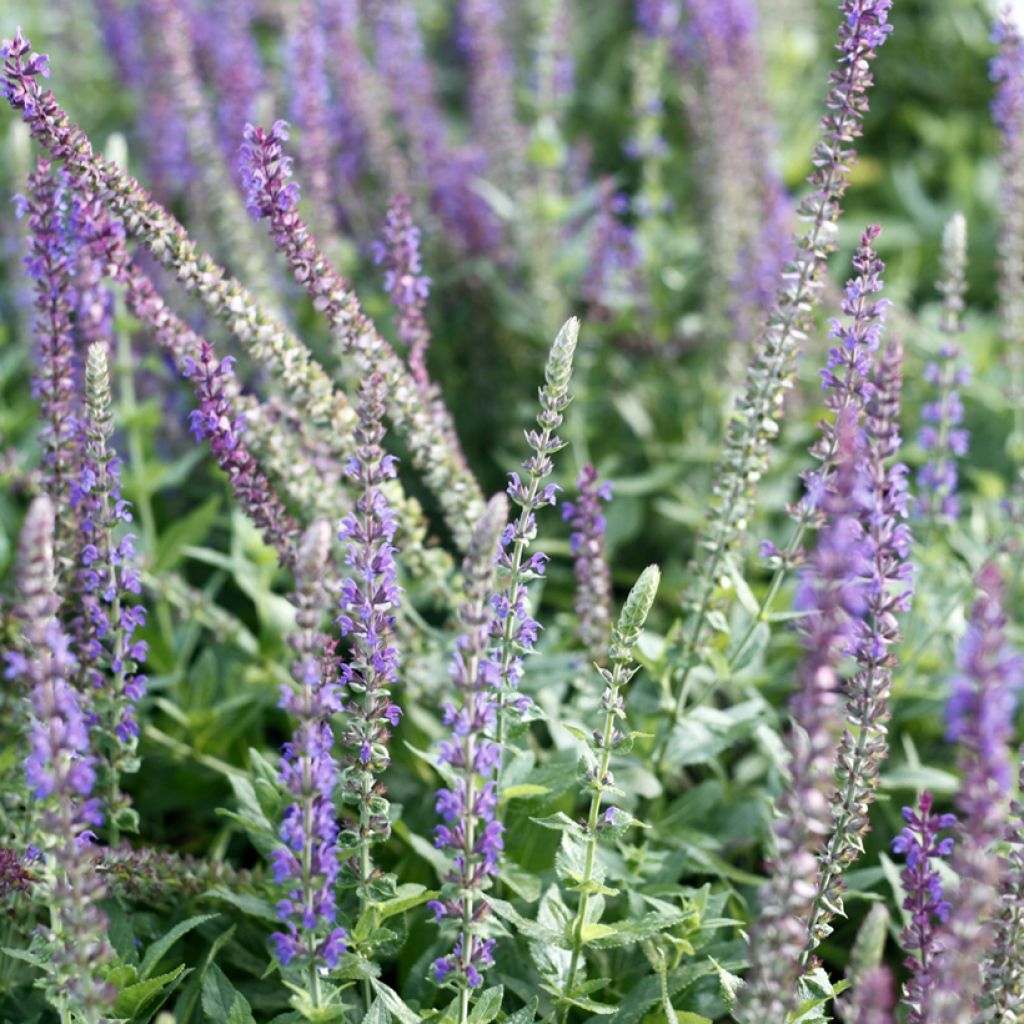 Lehtosalvia West Friesland (siemenet)